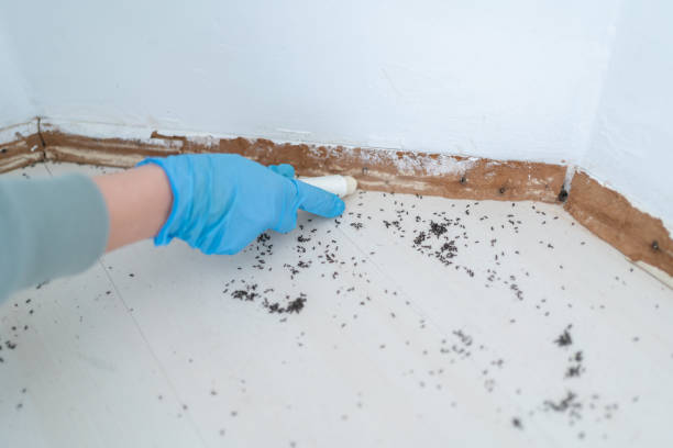 Best Best Pest Control Companies  in Merrimac, VA